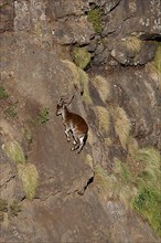 Ethiopian ibex
