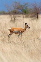Soemmerring's gazelle