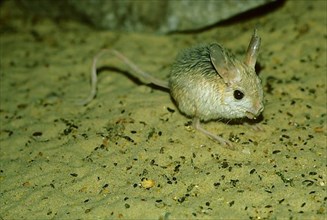Blanford's jumping mouse