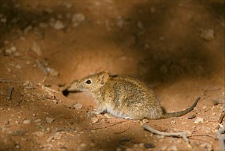 Single striped grass mouse