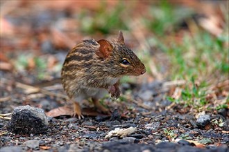 Striped Grass Mouse