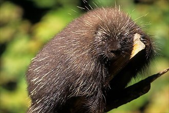 Sumatran porcupine