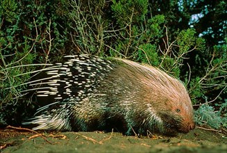Adult crested porcupine