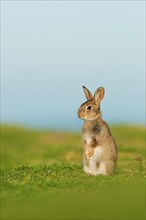 European rabbit