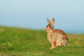 European rabbit