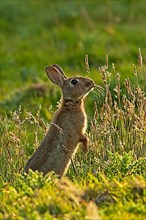 Adult european rabbit