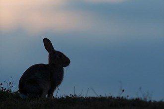 Adult european rabbit