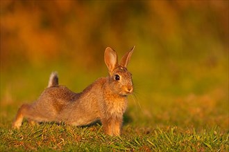 European rabbit