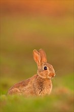 European rabbit