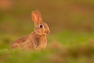 European rabbit