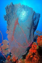 Caribbean fan coral
