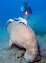 Diver and fork-tailed manatee