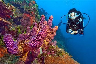 Diver and branching tube sponge