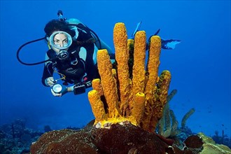 Diver and yellow-green candle sponge