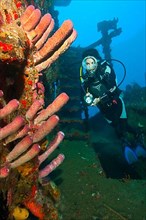 Diver on wreck with stove-pipe sponge
