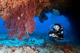 Diver and Caribbean common sea fan