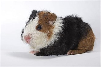 Guinea Pig pig
