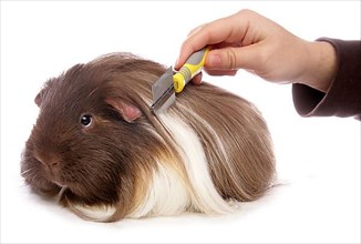 Guinea Pig pig is combed