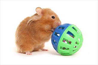 Golden hamster with toy