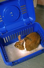 Domestic rabbit in plastic transport box
