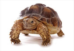 African tortoise