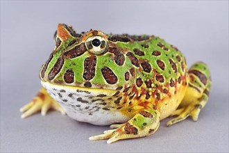 Cranwell's cranwell's horned frog