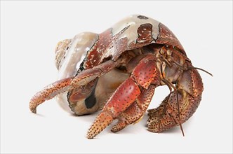 Caribbean hermit crab