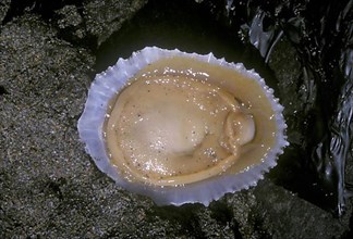 China Limpet shell