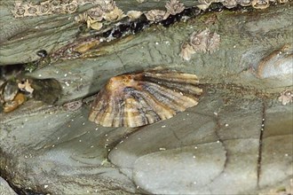 Adult black-footed limpet