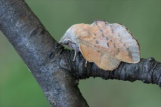 Small small lappet moth