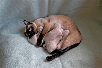 Siamese cat suckling kittens