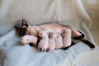 Siamese cat with kitten