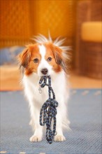 Kooikerhondje wears his leash