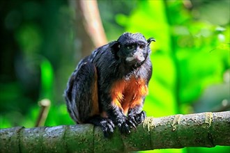 Red Bellied Tamarin