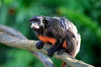 Red Bellied Tamarin