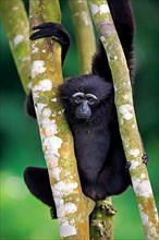 Agile black-handed gibbon
