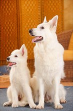 White Swiss Shepherd Dogs