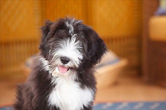 Bearded Collie