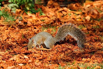 The Eastern eastern gray squirrel