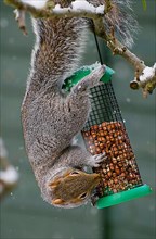 The Eastern eastern gray squirrel