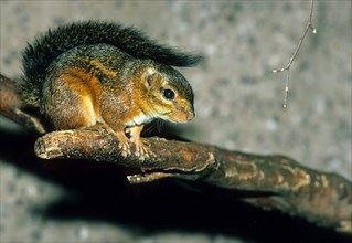 Red-shanked squirrel