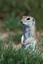 Round-tailed ground squirrel