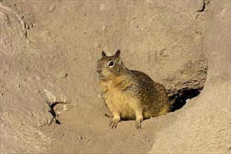 Californian Ground Squirrel