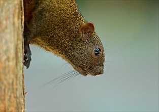 Red-bellied squirrel