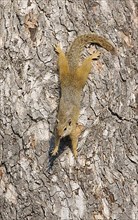 South African Tree Squirrel