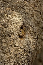 South African Tree Squirrel