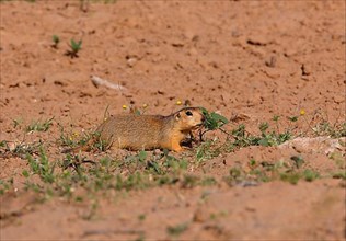 Large-toothed yellow ground squirrel