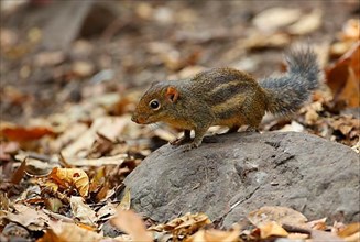 Berdmore's ground squirrel