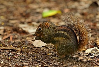 Berdmore's ground squirrel