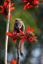 Grey-bellied squirrel